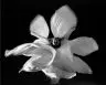 A voce piena canto